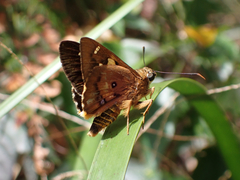 Trapezites symmomus