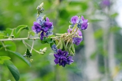 Codariocalyx gyroides