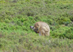 Osphranter robustus erubescens