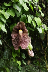 Aristolochia gigantea