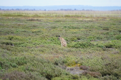 Osphranter robustus erubescens