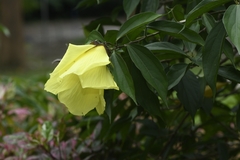 Hibiscus grewiifolius