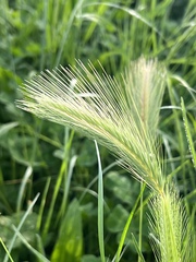 Hordeum