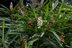 Alpinia mutica