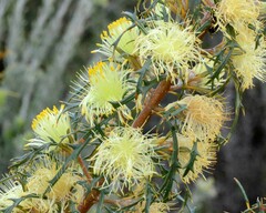 Banksia hewardiana