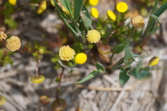 Leptorhynchos squamatus