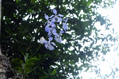 Vanda coerulea