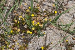 Leptorhynchos squamatus