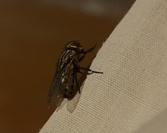 Muscidae