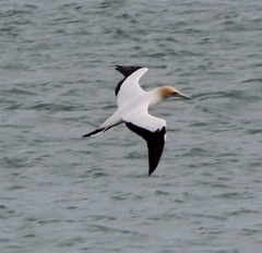 Morus serrator