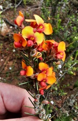 Dillwynia sericea