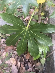 Fatsia japonica