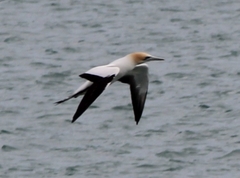 Morus serrator