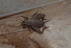 Gryllidae