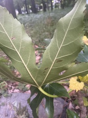 Fatsia japonica