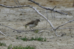 Epthianura albifrons