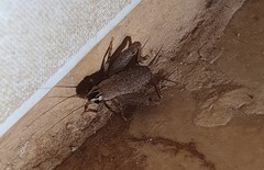 Gryllidae