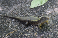 Matobosaurus validus