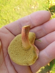 Hortiboletus