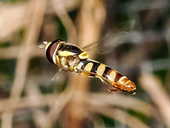 Ischiodon scutellaris