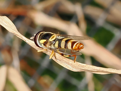 Ischiodon scutellaris