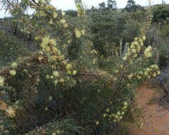 Banksia hewardiana