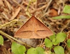 Epidesmia chilonaria