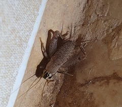 Gryllidae