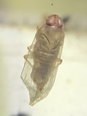 Haplaxius