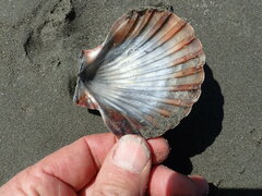 Pecten novaezelandiae