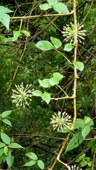 Eleutherococcus trifoliatus