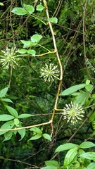 Eleutherococcus trifoliatus