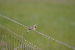 Mirafra javanica