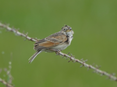 Mirafra javanica