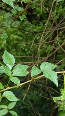 Eleutherococcus trifoliatus