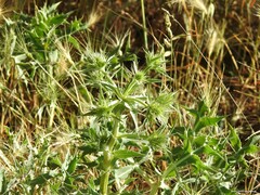 Dactylis glomerata hispanica