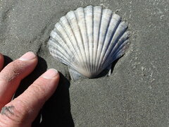 Pecten novaezelandiae