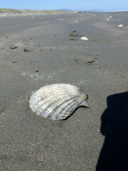 Pecten novaezelandiae