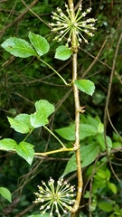 Eleutherococcus trifoliatus