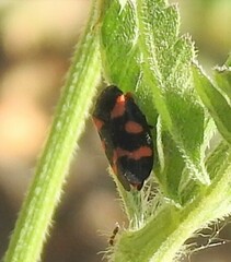 Cercopis intermedia