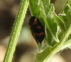 Cercopis intermedia
