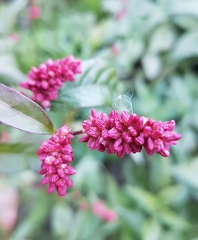 Persicaria orientalis