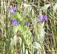 Echium plantagineum