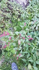 Persicaria orientalis