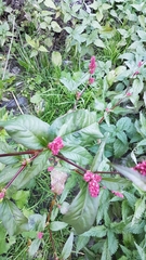 Persicaria orientalis
