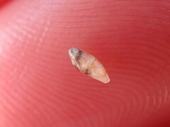 Dentimargo cairoma
