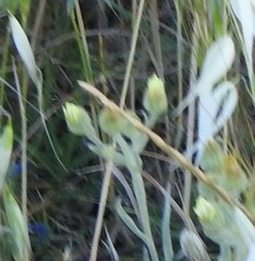 Andryala integrifolia