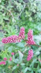 Persicaria orientalis
