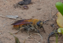 Radumeris tasmaniensis