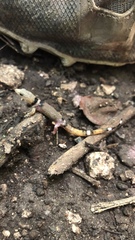 Sphaerodactylus glaucus